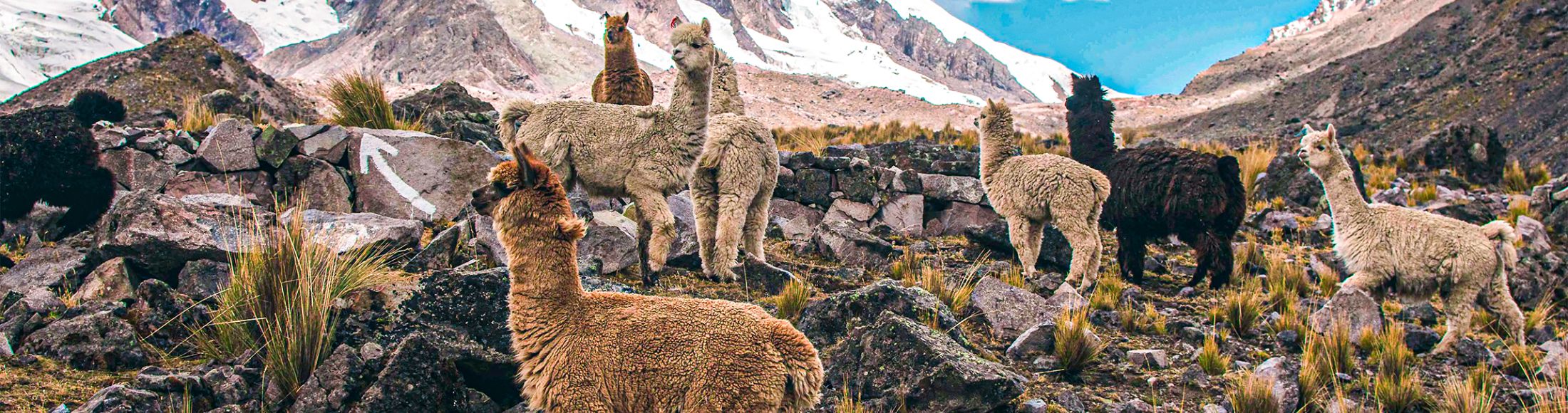 Machu Picchu 4D3N Viajero (Cultural Aventura Tendencia) desde El Salvador